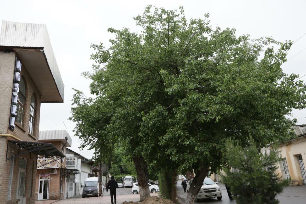 Gulsara Hostel Σαμαρκάνδη Εξωτερικό φωτογραφία